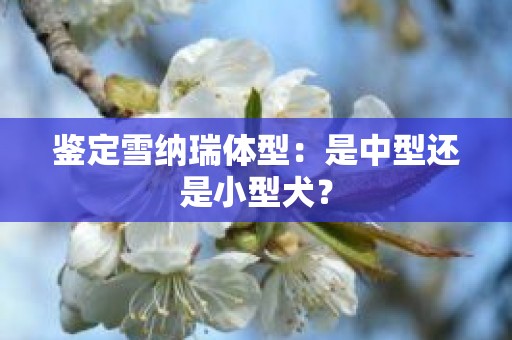 鉴定雪纳瑞体型：是中型还是小型犬？