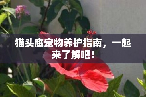 猫头鹰宠物养护指南，一起来了解吧！