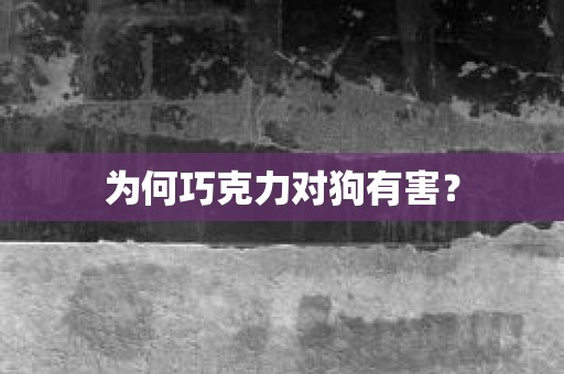 为何巧克力对狗有害？