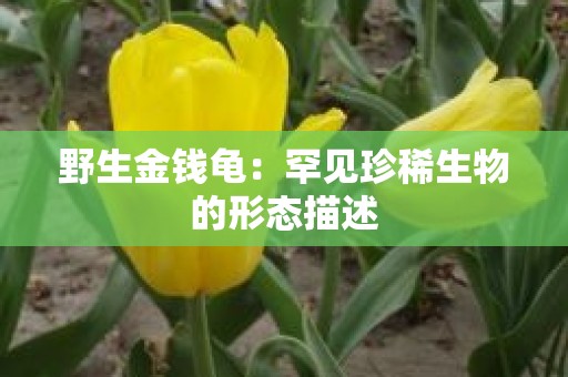 野生金钱龟：罕见珍稀生物的形态描述