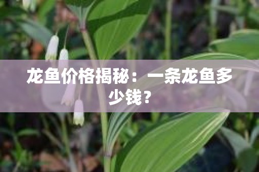 龙鱼价格揭秘：一条龙鱼多少钱？