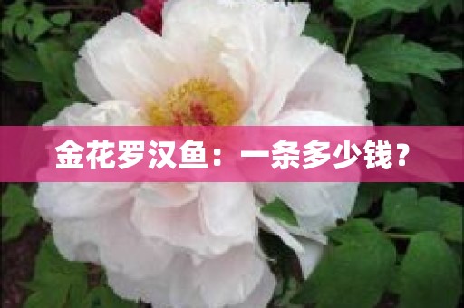 金花罗汉鱼：一条多少钱？