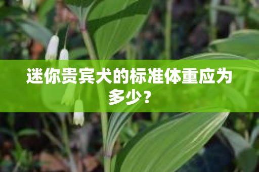迷你贵宾犬的标准体重应为多少？