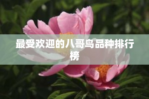 最受欢迎的八哥鸟品种排行榜