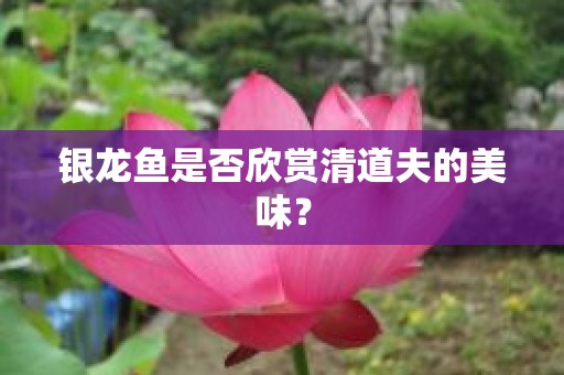 银龙鱼是否欣赏清道夫的美味？