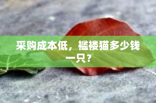 采购成本低，褴褛猫多少钱一只？