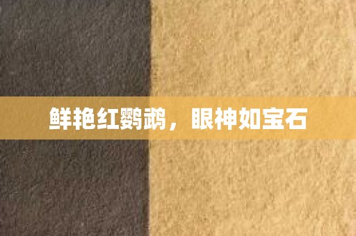 鲜艳红鹦鹉，眼神如宝石