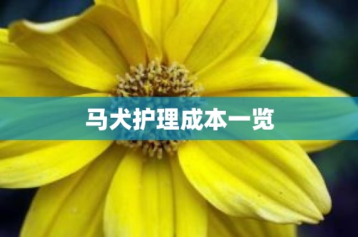 马犬护理成本一览