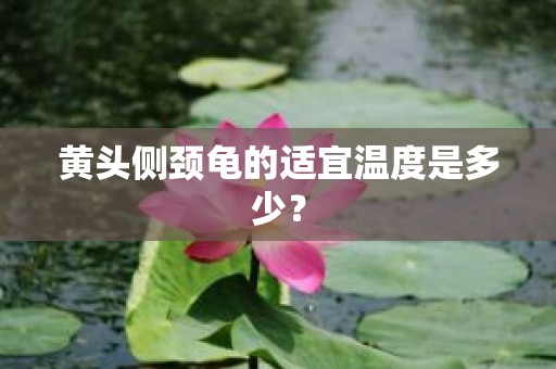 黄头侧颈龟的适宜温度是多少？