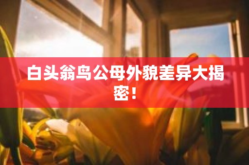 白头翁鸟公母外貌差异大揭密！