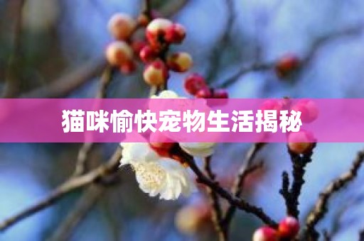 猫咪愉快宠物生活揭秘