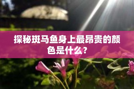探秘斑马鱼身上最昂贵的颜色是什么？