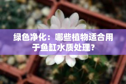 绿色净化：哪些植物适合用于鱼缸水质处理？
