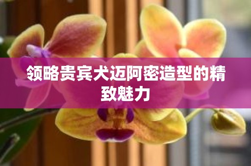 领略贵宾犬迈阿密造型的精致魅力