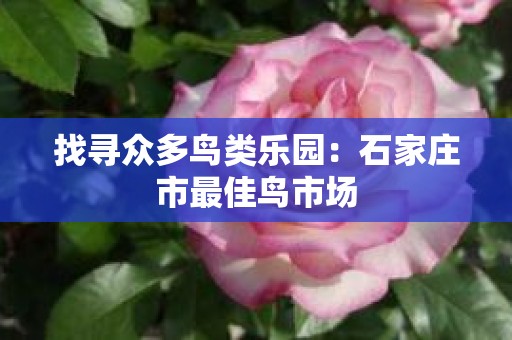 找寻众多鸟类乐园：石家庄市最佳鸟市场