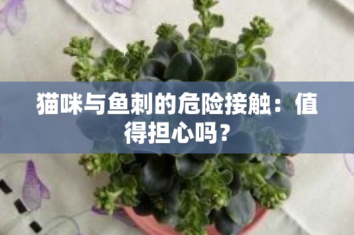 猫咪与鱼刺的危险接触：值得担心吗？