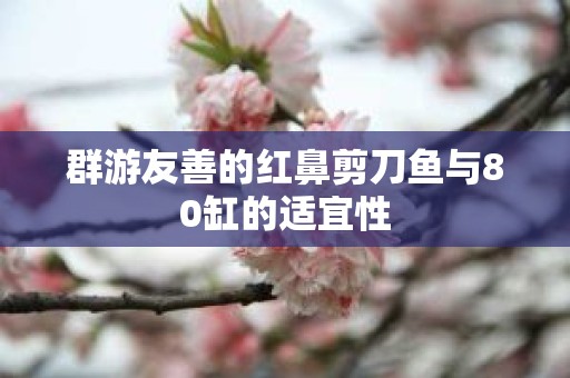 群游友善的红鼻剪刀鱼与80缸的适宜性