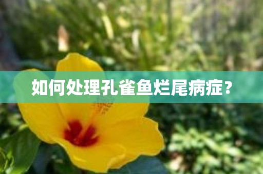 如何处理孔雀鱼烂尾病症？