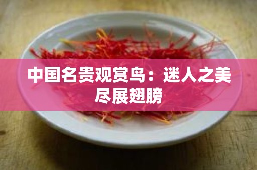 中国名贵观赏鸟：迷人之美尽展翅膀