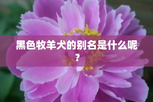 黑色牧羊犬的别名是什么呢？