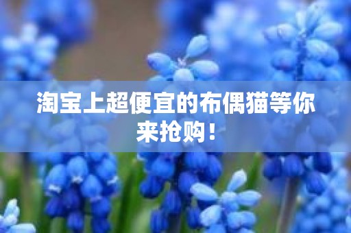 淘宝上超便宜的布偶猫等你来抢购！