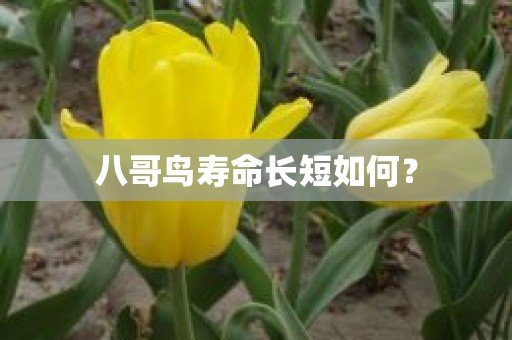 八哥鸟寿命长短如何？