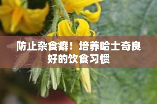 防止杂食癖！培养哈士奇良好的饮食习惯