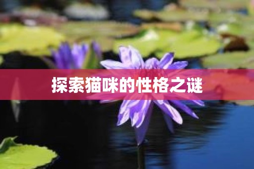 探索猫咪的性格之谜