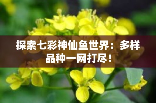 探索七彩神仙鱼世界：多样品种一网打尽！