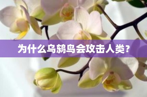 为什么乌鸫鸟会攻击人类？