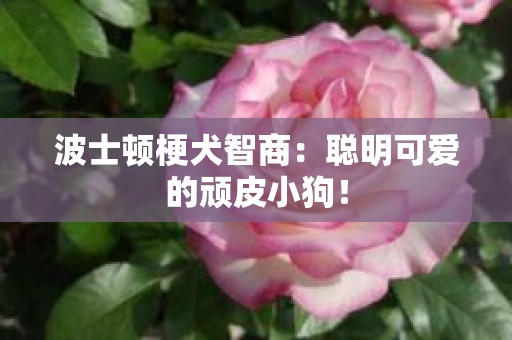 波士顿梗犬智商：聪明可爱的顽皮小狗！