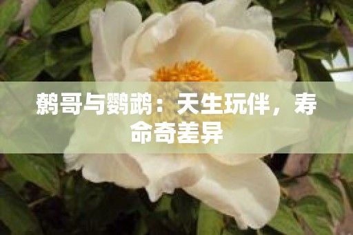 鹩哥与鹦鹉：天生玩伴，寿命奇差异