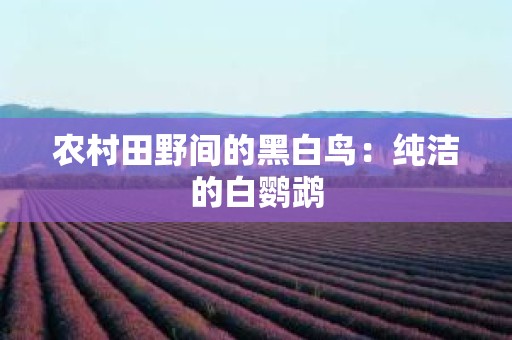 农村田野间的黑白鸟：纯洁的白鹦鹉