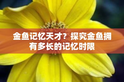 金鱼记忆天才？探究金鱼拥有多长的记忆时限