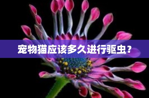 宠物猫应该多久进行驱虫？