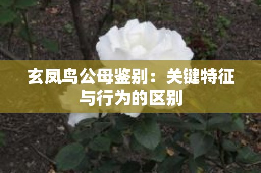 玄凤鸟公母鉴别：关键特征与行为的区别
