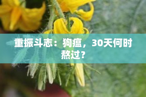 重振斗志：狗瘟，30天何时熬过？