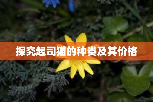 探究起司猫的种类及其价格