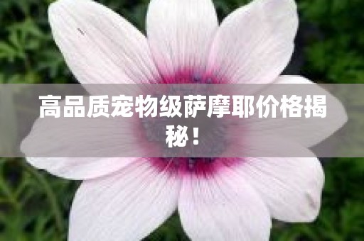 高品质宠物级萨摩耶价格揭秘！