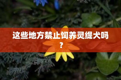 这些地方禁止饲养灵缇犬吗？