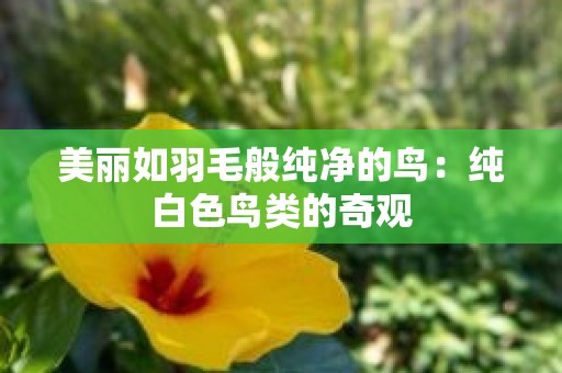 美丽如羽毛般纯净的鸟：纯白色鸟类的奇观