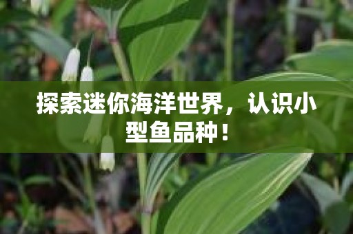 探索迷你海洋世界，认识小型鱼品种！