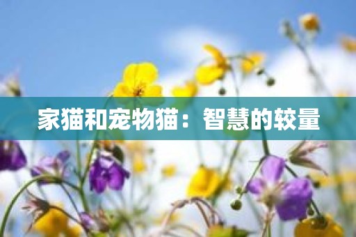 家猫和宠物猫：智慧的较量