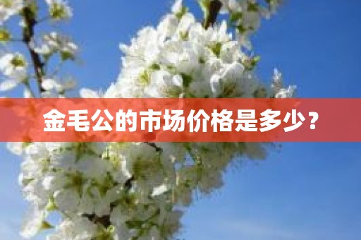 金毛公的市场价格是多少？