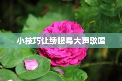 小技巧让绣眼鸟大声歌唱