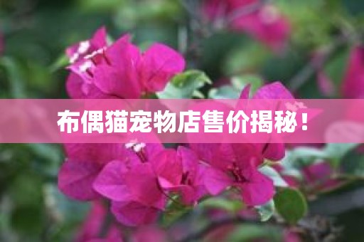 布偶猫宠物店售价揭秘！