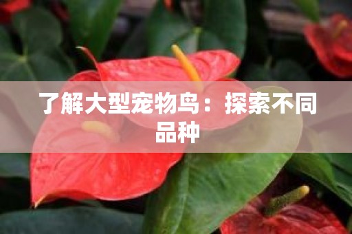 了解大型宠物鸟：探索不同品种