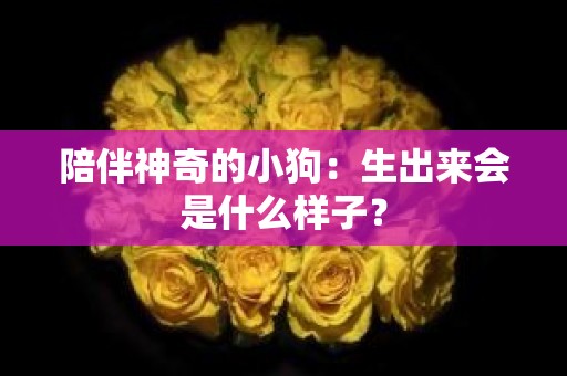 陪伴神奇的小狗：生出来会是什么样子？