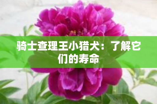 骑士查理王小猎犬：了解它们的寿命