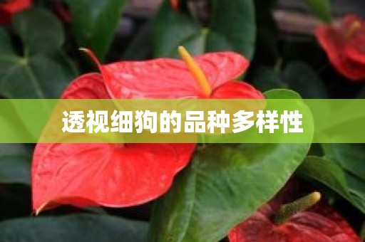 透视细狗的品种多样性